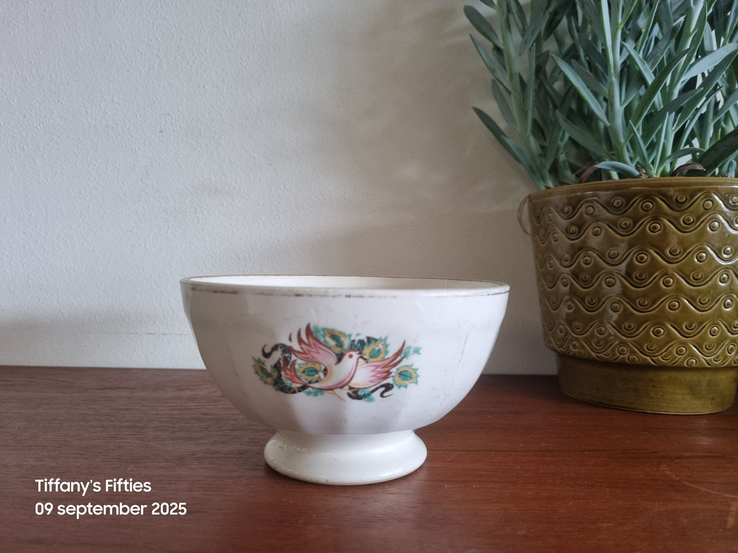 Grote facetspoelkom sierlijke vogel